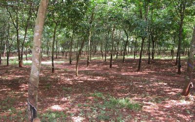 HLVN23: Tour Du Lịch Vũng Tàu 1 Ngày: Long Tân Núi Đất Trận