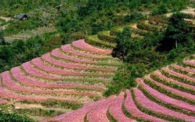 Tour Du Lịch Hà Nội 6N5Đ: Hà Nội – Hạ Long – Sapa – Ninh Bình