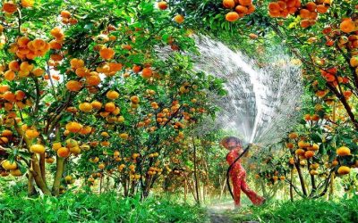 Tour Du Lịch Miền Tây 5N4Đ: Phú Quốc