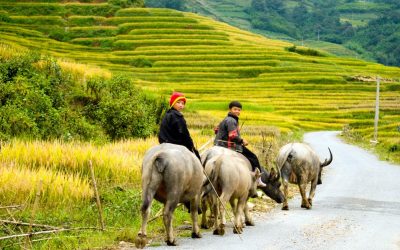 Tour Du Lịch Hà Nội 6N5Đ: Hà Nội – Hạ Long – Sapa – Chùa Hương
