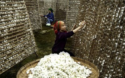 Tour Du Lịch Đà Lạt 1 Ngày: Ghé Thăm Vùng Quê Thơ Mộng