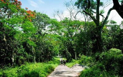 Tour Du Lịch Ninh Bình 2N1Đ: Hoa Lư – Tam Cốc – Cúc Phương