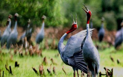 VCA01AG-SMI: Tour du lịch miền tây 1 ngày từ Cần Thơ: Cần Thơ – Rừng Tràm Trà Sư – Châu Đốc – Cần Thơ