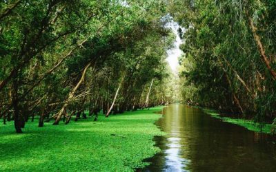 VCA01AG-SMI: Tour du lịch miền tây 1 ngày từ Cần Thơ: Cần Thơ – Rừng Tràm Trà Sư – Châu Đốc – Cần Thơ
