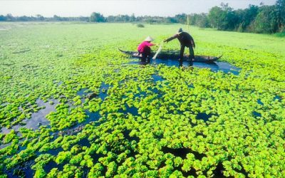 Tour Du Lịch Miền Tây 5N4Đ: 7 Tỉnh Miền Tây Nam Bộ