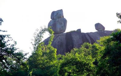 Tour Du Lịch Rừng Nam Cát Tiên 2 Ngày: Một Trải Nghiệm Thú Vị