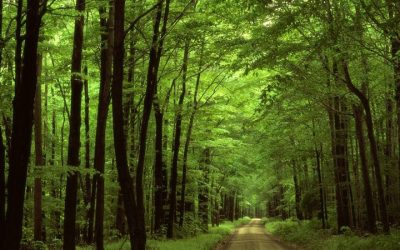 Tour Du Lịch Rừng Nam Cát Tiên 2 Ngày: Một Trải Nghiệm Thú Vị