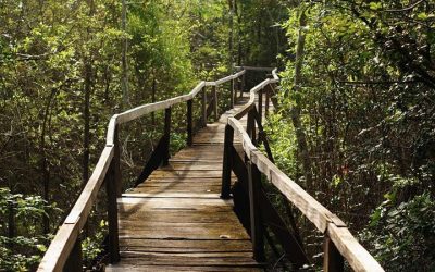 Tour Du Lịch Rừng Nam Cát Tiên 2 Ngày: Một Trải Nghiệm Thú Vị