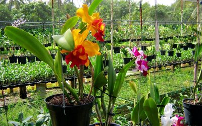 Tour Du Lịch Sapa 3N4Đ Bằng Tàu