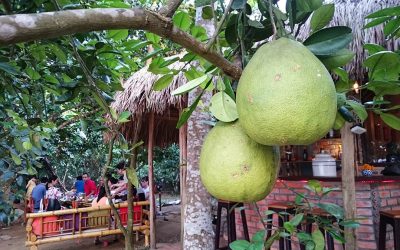 Tour Du Lịch Huế Nửa Ngày: Khám Phá Thủy Biều