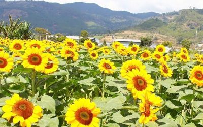 Tour du lịch Đà Lạt 1 ngày: Khám phá ba thác Đà Lạt