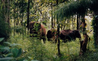 TOUR DU LỊCH BUÔN MA THUỘT 3 NGÀY 2 ĐÊM