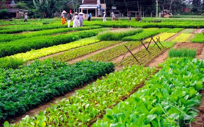 LANTERN MAKING –BE A REAL FARMER AT TRA QUE VILLAGE