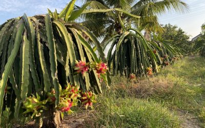 Cu Chi Tunnels And Mekong Delta Tour 1 Day