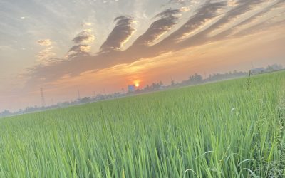 Cu Chi Tunnels And Mekong Delta Tour 1 Day