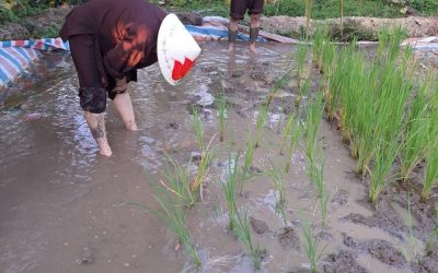 Mekong Delta Tours 2 days 1 night homestay