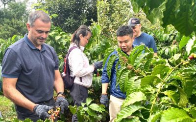 Visitors picking coffee in Buon Ma Thuot