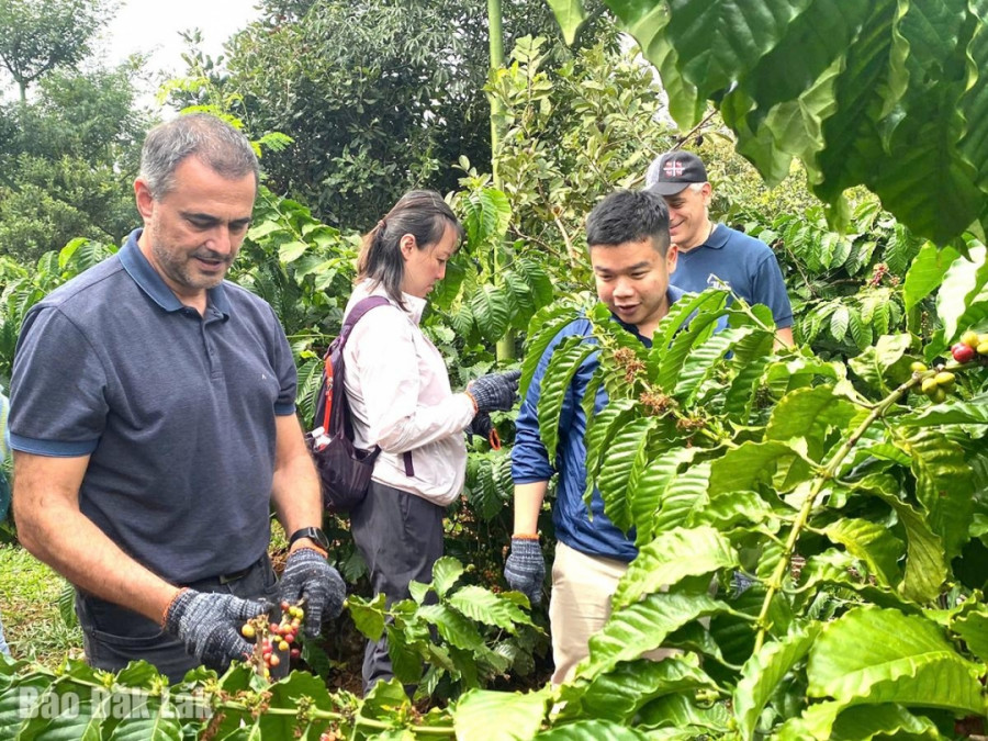 Visitors picking coffee in Buon Ma Thuot