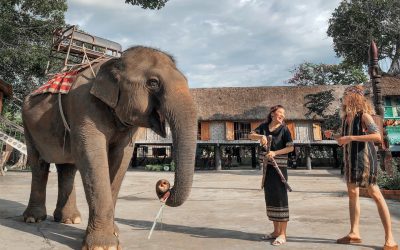 Elephants in Ban Don, Dak Lak